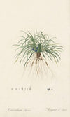 Convallaria japonica (1802-1816)