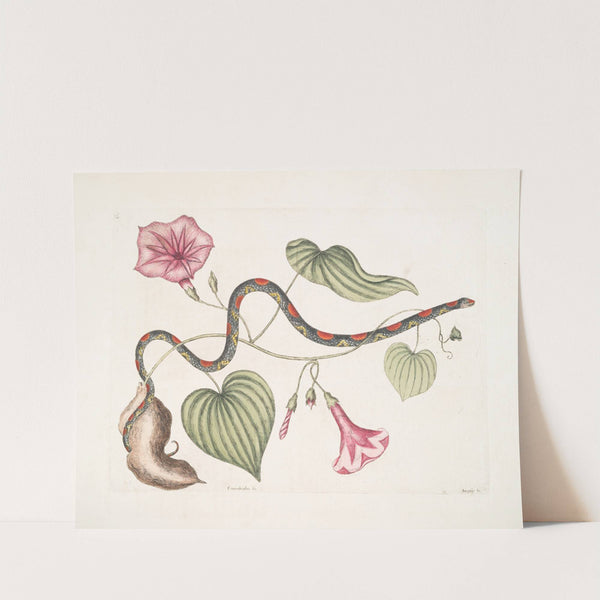 Convolvulus &c., The Virginian Potato; Anguis &c., The Bead-Snake. by Mark Catesby