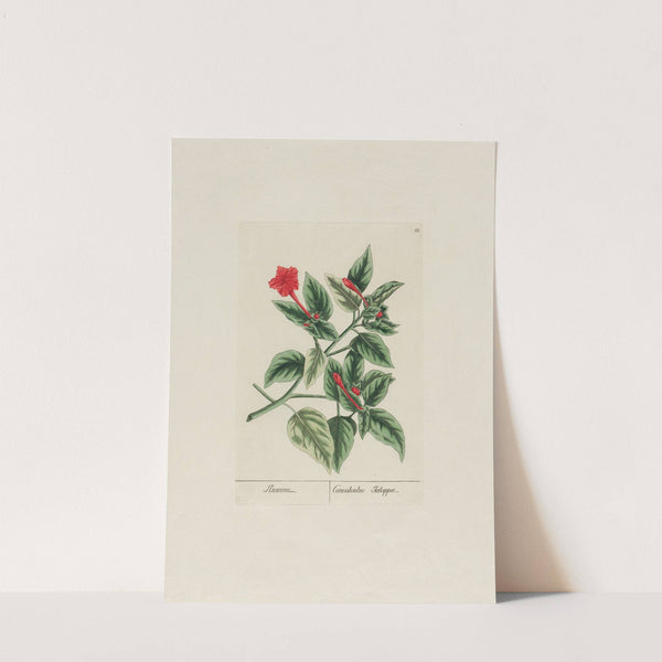 Convolvulus Jalappa (1797–1810) by Petr Martynovich Gofman