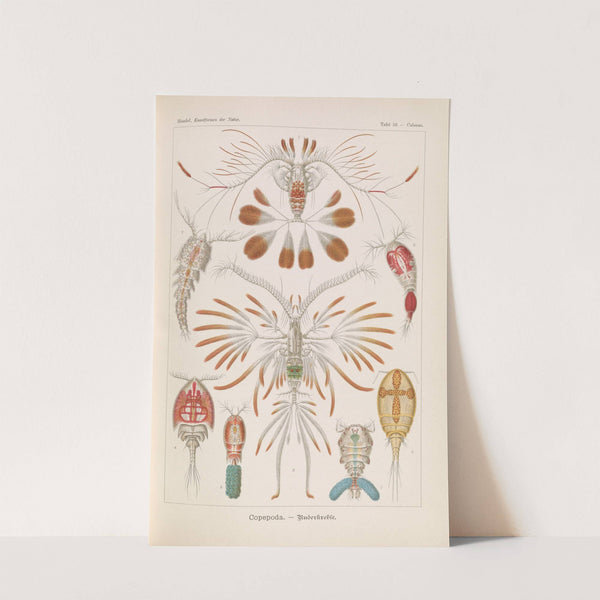 Copepoda. - Ruderkrebse by Ernst Haeckel
