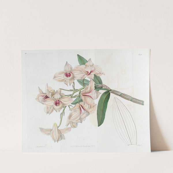 Copper-coloured Dendrobium by Sydenham Edwards