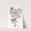Copper-coloured Highclere Azalea by Sydenham Edwards