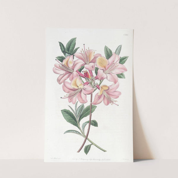 Copper-coloured Highclere Azalea by Sydenham Edwards