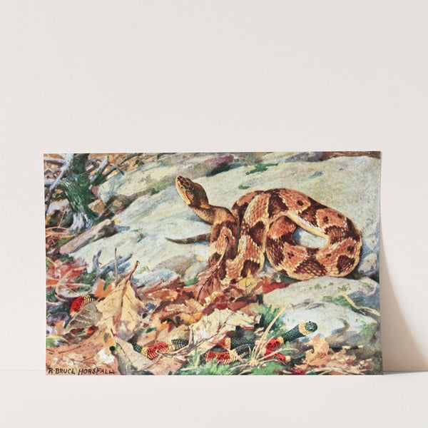 Copperhead And Coral Snake by Robert Bruce Horsfall