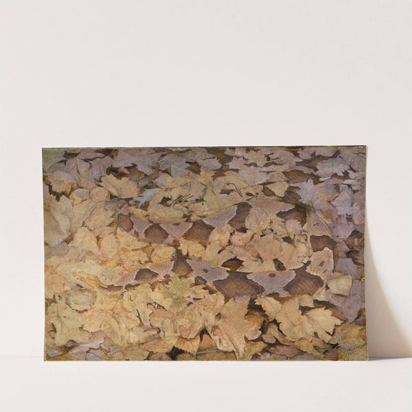 Copperhead Snake on Dead Leaves, study for book Concealing Coloration in the Animal Kingdom by Abbott Handerson Thayer