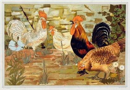 Coqs et poules.