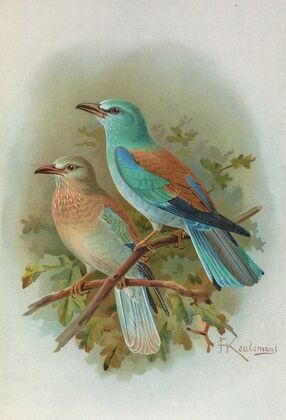 Coracias garrula — size preview