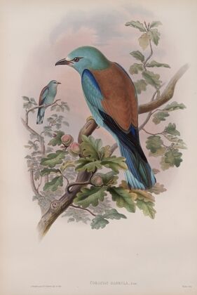 Coracias garrula. Roller. (1862-1873)