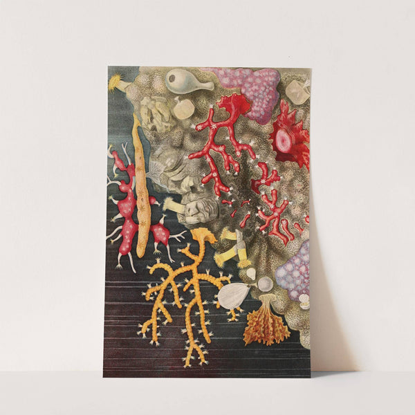 Corail (1866) by Alfred Frédol