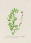 Coral berry