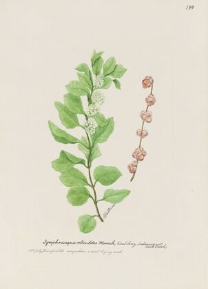 Coral berry