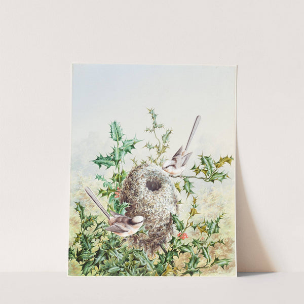 Coral Buntings and Their Nest in a Holly Tree by Harry Bright