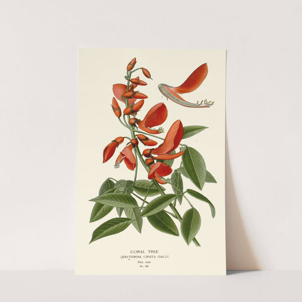 Coral Tree (1896-1897) by Edward Step