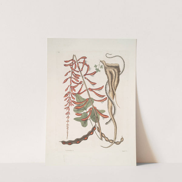 Corallodendron &c., Anguis minor fuscus maculatus, The little brown Bead-Snake. by Mark Catesby