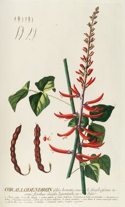 Corallodendron II