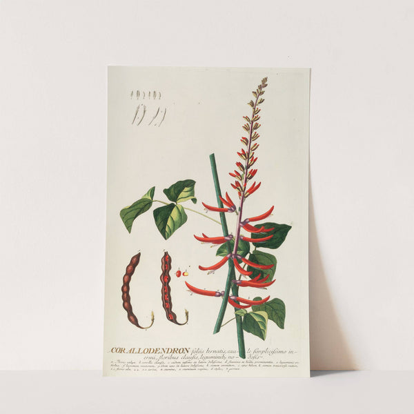 Corallodendron II by Georg Dionysius Ehret