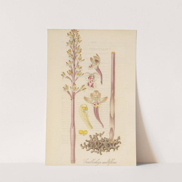 Corallorhiza multiflora by William Jackson Hooker