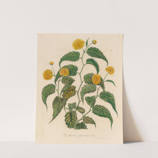 Corchorus japonica (1818-1824) by Gaetano Savi