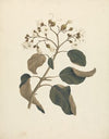 Cordia abyssinica.