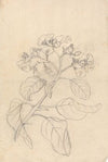Cordia Abyssinica