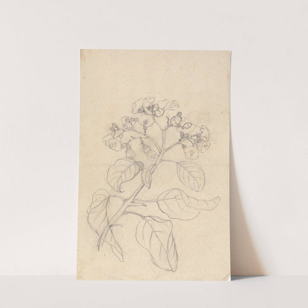 Cordia Abyssinica by Luigi Balugani