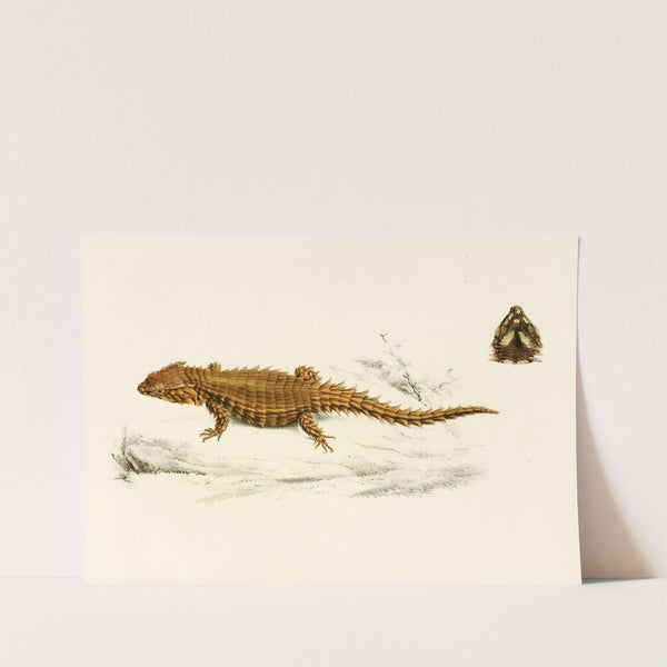 Cordylus Cataphractus by Sir Andrew Smith