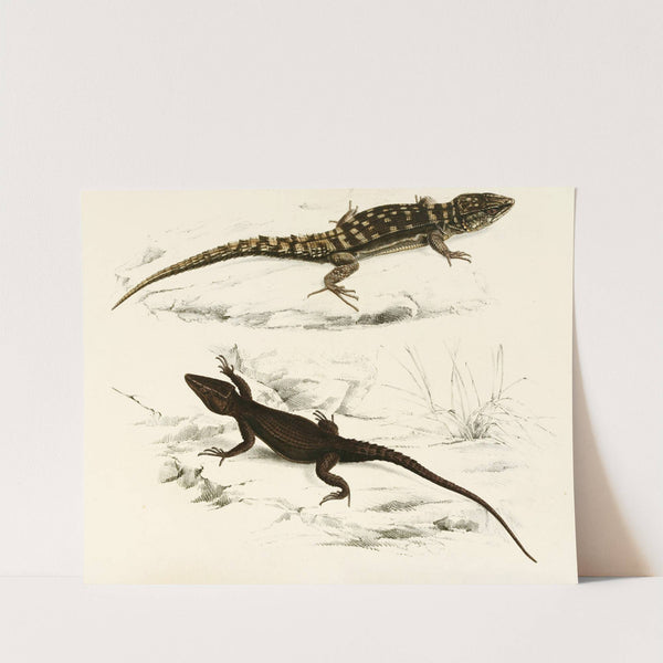 Cordylus Fasciatus, Cordylus Capdensis by Sir Andrew Smith