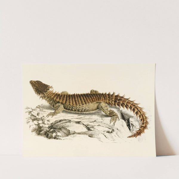 Cordylus Giganteus by Sir Andrew Smith