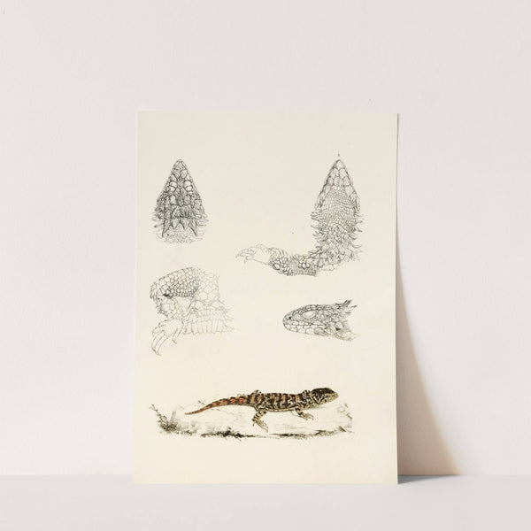 Cordylus Giganteus (Young) by Sir Andrew Smith