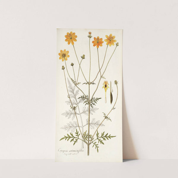 Coreopsis artemisiaefolia by Nikolaus Joseph Freiherr von Jacquin