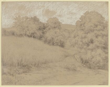 Cornfield at the forest