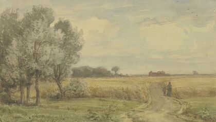 Cornfield in the summer