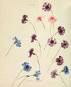 Cornflowers