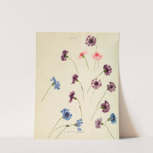 Cornflowers by Sophia Louise Crownfield