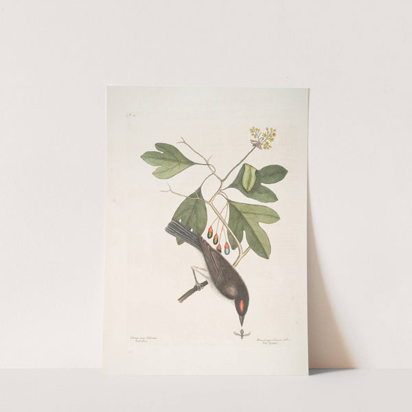 Cornus mas Odorata, Sassasras; Muscicapa Corona rubra, TheTyrant. by Mark Catesby