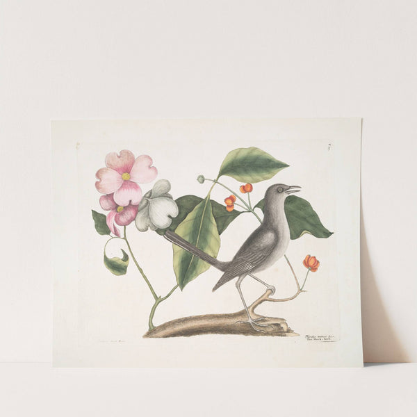 Cornus mas VIrginiana &c., The Dogwood Tree; Turdus minor &c., The Mock-bird. by Mark Catesby