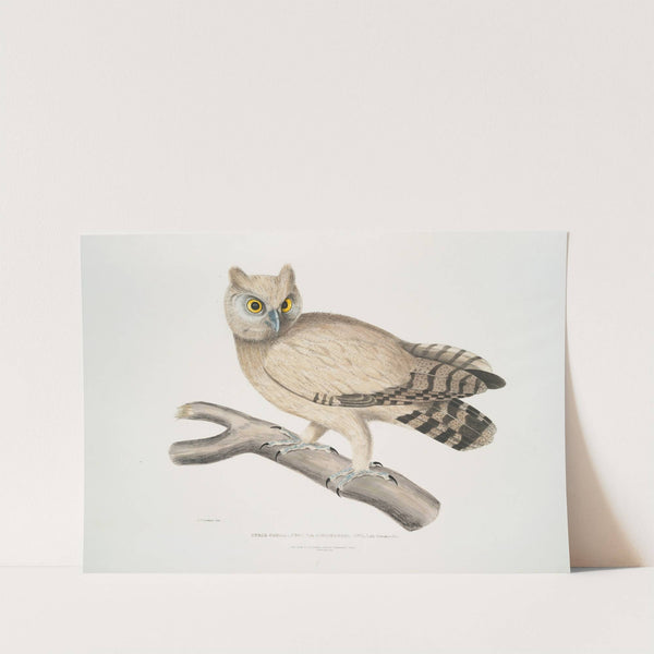 Coromandel Owl, Strix Coromandra. by John Edward Gray