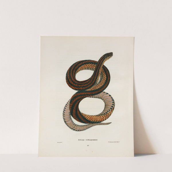 Coronella doliata. by John Edwards Holbrook