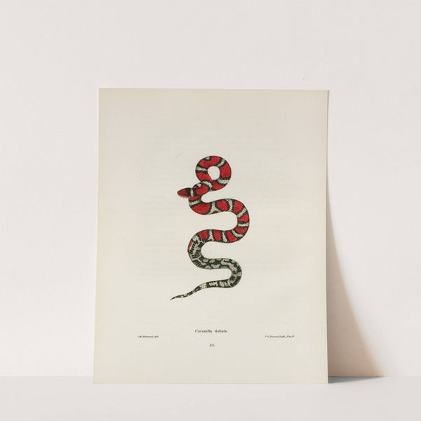 Coronella rhombo-maculata. by John Edwards Holbrook