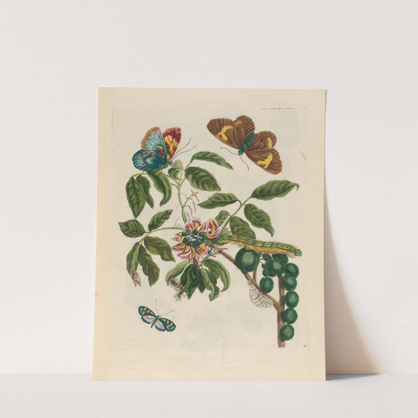 Coronilla Americana arborescens (1719) by Maria Sibylla Merian