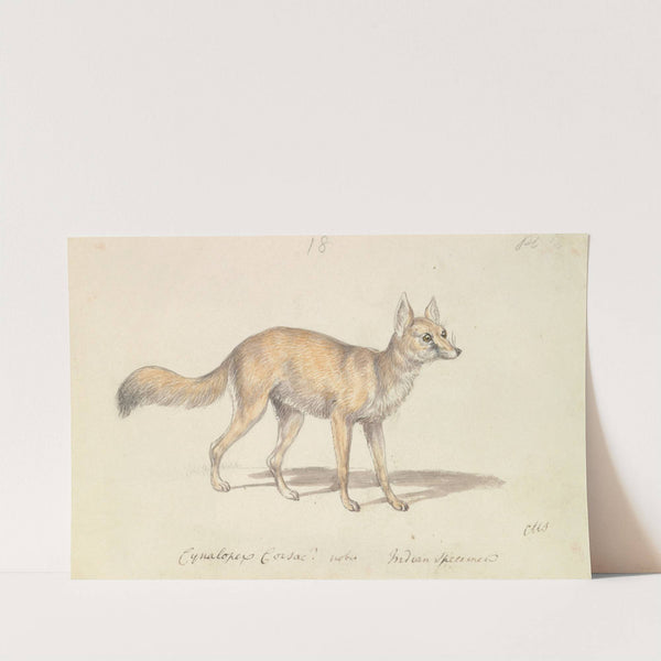 Corsac Dog-Fox (1837) by Charles Hamilton Smith
