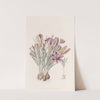 Corsican Crocus by Sydenham Edwards
