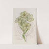 Corsican Hellebore by Sydenham Edwards