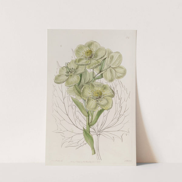 Corsican Hellebore by Sydenham Edwards