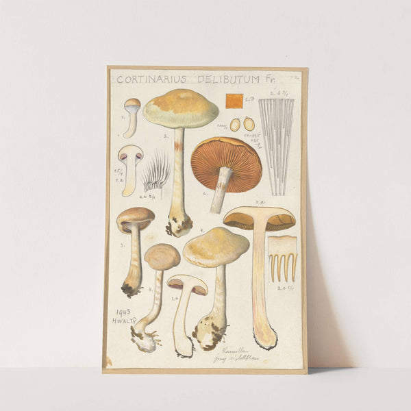 Cortinarius delibutum (1915-1945) by Hans Walty