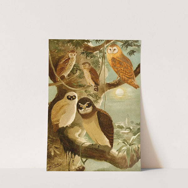 Corujas by Emil August Göldi