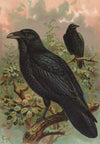 Corvus corax