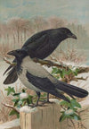 Corvus corone, Corvus cornix