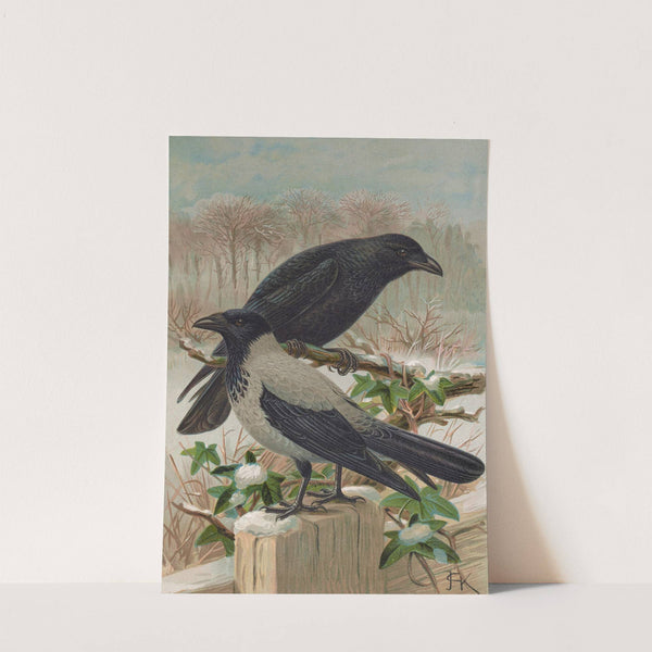 Corvus corone, Corvus cornix by Johann Friedrich Naumann