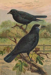 Corvus frugilegus